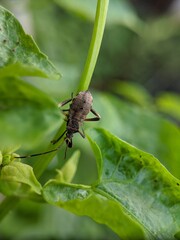 insect on a leaf with a macro lens