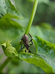 Fototapeta premium insect on a leaf with a macro lens