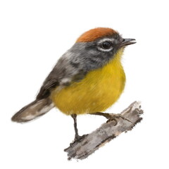Funny little tit bird watercolor illustration. Hand drawn realistic Brown-capped Redstart bird (Myioborus brunniceps) on the branch, beautiful bird on the branch. Garden, park, forest tiny avian