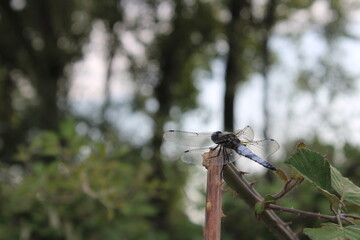 Libellula