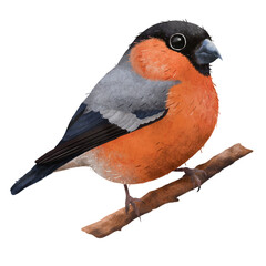 Portrait of cute eurasian bullfinch ( common bullfinch or bullfinch) standing isolated hand drawn illustration. Isolated on white