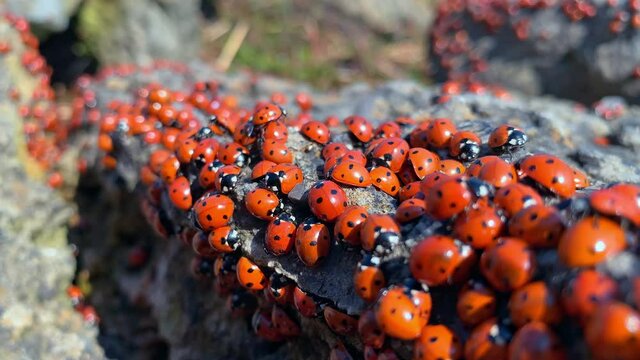 Many ladybugs on the Azov sea in russia. A lot of insects bask on the stone near the sea. Invasion of ladybirds.