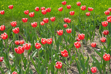 Flowers at square of 1100th Anniversary of Murom in Murom. Russia