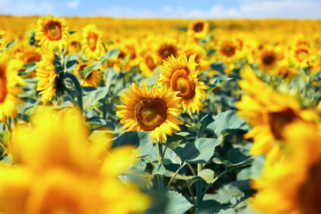 Fototapeta premium field of blooming sunflowers on a background of blue sky
