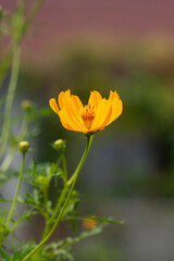 Close-up of orange Cosmos flower