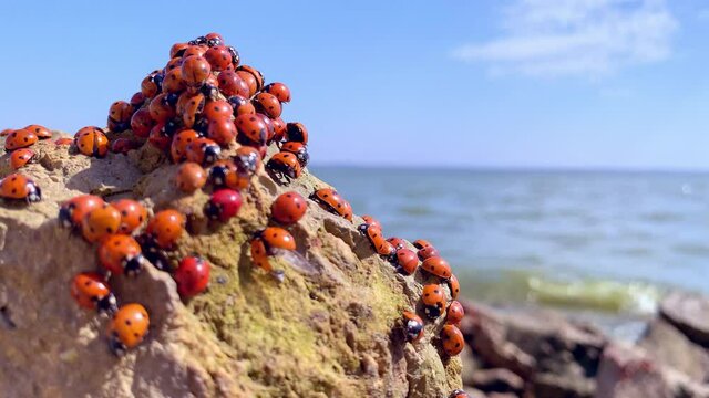 Many ladybugs on the Azov sea in russia. A lot of insects bask on the stone near the sea. Invasion of ladybirds. copy space