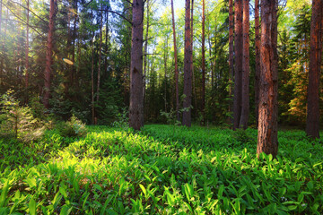 lilies of the valley landscape in the forest background, view of the forest green season