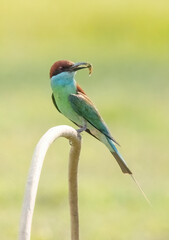 This is the blue throated bee eater.