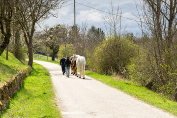 Pferde © waechter-media.de