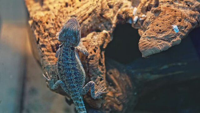 The lizard lies on a large stone.