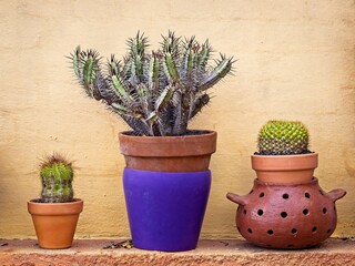 Cactus in pot with yellow background wall
