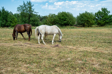 Fototapeta premium horses in the field