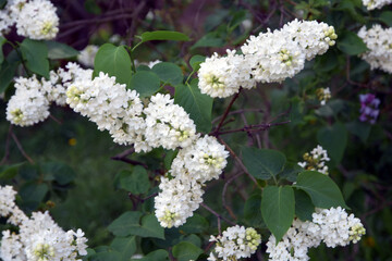 white lilac flowers in the garden
