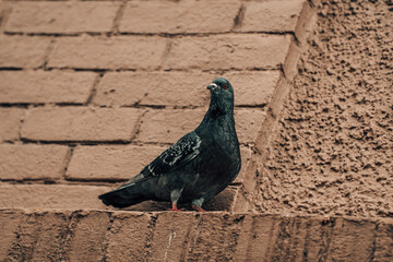 Pigeon watching people go by.