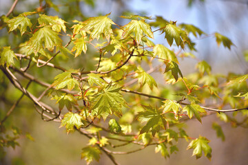 Young green maple leaves on a branch in summer.