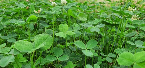 green leaves background