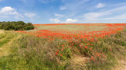 Getreidefeld mit Mohnblumen