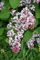pink and white lilac flowers