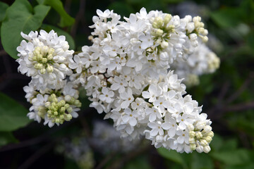 close up of white lilac flowers