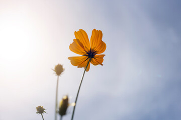 Close-up of orange Cosmos flower
