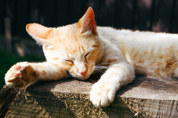 A ginger cat is relaxing in the shade of a summer garden on a large tree stump. Lazy cat. Close-up photo.