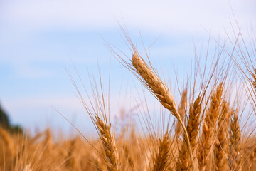 Fototapeta premium Close-Up Of Stalks In Wheat Field Against Sky. Scenic View Of Wheat Field Against Sky. Golden wheat ears or rye close-up