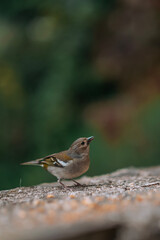 robin on the ground