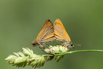 Fototapeta na wymiar Hesperiidae / Sarı Antenli Zıpzıp / / Thymelicus sylvestris