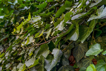 Side photo of ivy garden on the concrete fence