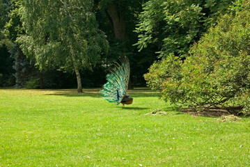 Peacock in Lazienki Park. Warsaw. Poland
