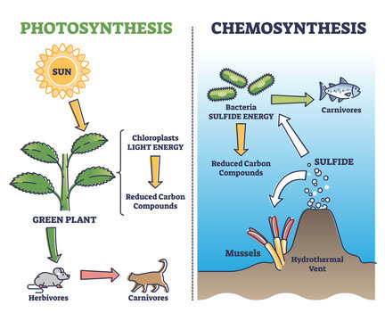 Photosynthesis vs chemosynthesis process chain description outline diagram. Labeled educational comparison with plants chloroplasts light energy and hydrothermal went sulfides vector illustration.