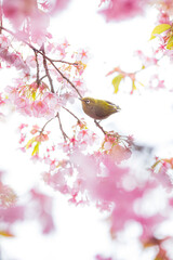 ピンク色に輝く満開の桜の中を枝から枝へと飛び回るメジロ