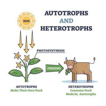 Autotrophs or producers and heterotrophs or consumers as nature energy  source division outline diagram. Photosynthesis for plants and food for  animals as biological classification vector illustration. Stock Vector |  Adobe Stock