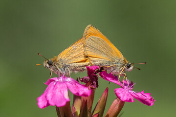 Hesperiidae / Sarı Antenli Zıpzıp / / Thymelicus sylvestris