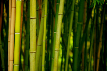 A group of green bamboo