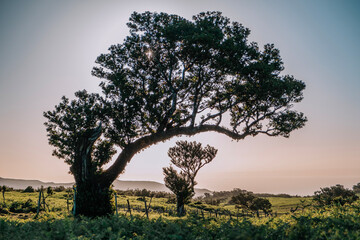tree in the sunset