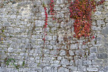 Small red ivy creeper on old castle stone wall