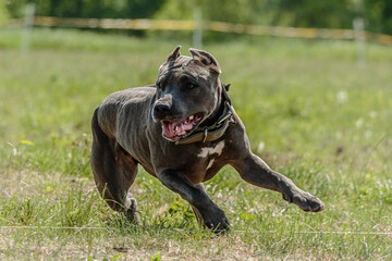 Pit Bull running in the field on competition