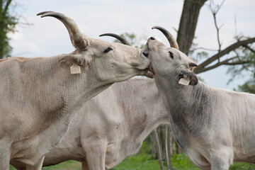 Hungarian Grey. Domesticated cattle breed. Ancient breed of domestic beef cattle indigenous to Hungary.