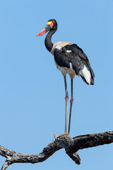 Saddle-billed stork (Ephippiorhynchus senegalensis) perched on a branch with blue sky, Kruger National Park, South Africa.