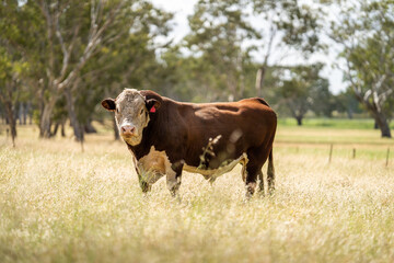Stud hereford cows and bulls, in Australia