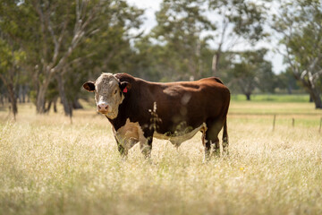 Stud hereford cows and bulls, in Australia