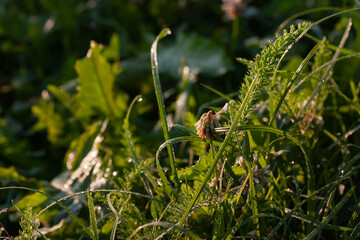 Early morning in the dew drops