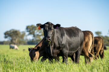 Close up of grass fed cattle.