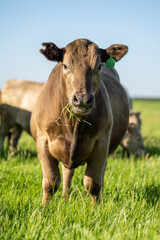 Close up of grass fed cattle.
