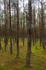 An image of a dancing forest on the Curonian Spit in the Kaliningrad region in Russia.