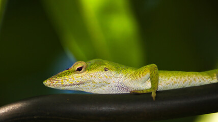 Closeup shot of a green lizard face