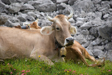 Montafon cattle on alpine meadow in Vorarlberg - obrazy, fototapety, plakaty