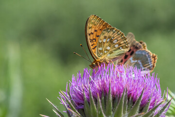 Nymphalidae / Güzel İnci / / Argynnis aglaja