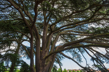 Fototapeta premium Looking up at a mighty old cedar tree with thick branches in front of a blue sky 